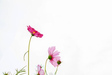 Gökyüzü arka planında kozmos çiçekleri, arkaplan için boşluk kullanımını kopyala.