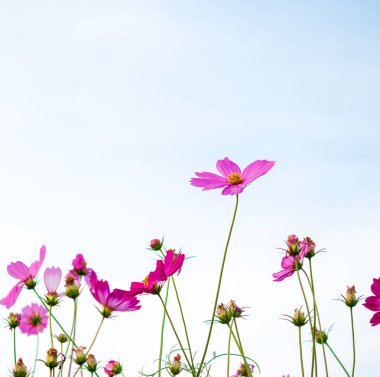 Gökyüzü arka planında kozmos çiçekleri, arkaplan için boşluk kullanımını kopyala.