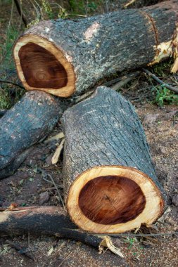 Ağaçlar parçalara ayrılır. Ağaç koruma ve yeşil toprak kavramı..