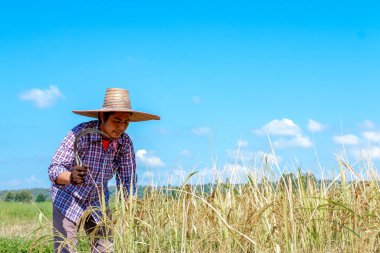Çiftçiler pirinç tarlalarında mahsul topluyor. Parlak gökyüzü günü