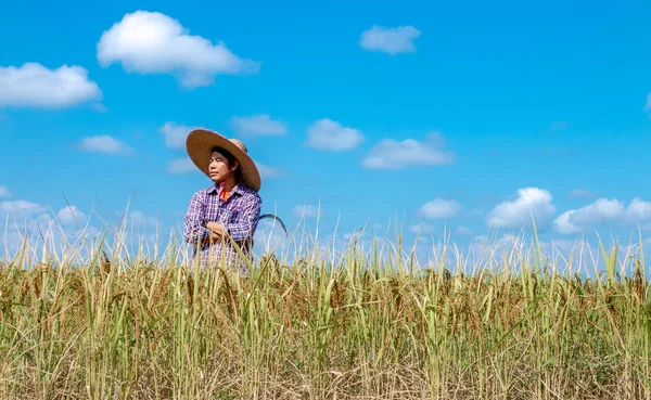 Agricultores Estão Colhendo Culturas Campos Arroz Dia Céu Brilhante — Fotografia de Stock