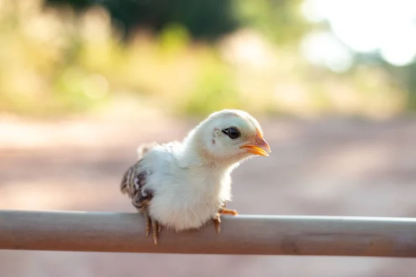 Schattige Kleine Kuikens Natuur Het Zachte Zonlicht Ochtend — Stockfoto