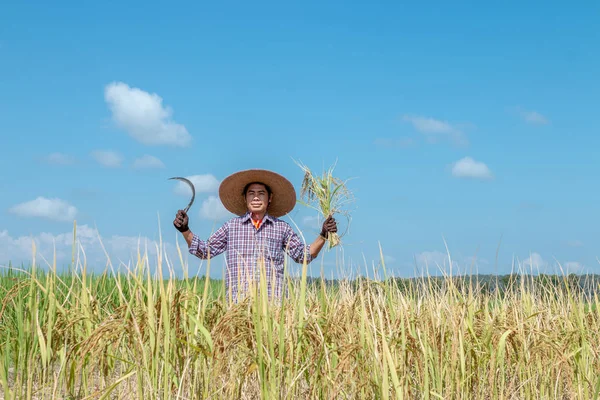 Farmers Harvesting Crops Rice Fields Bright Sky Day — Stock Photo, Image