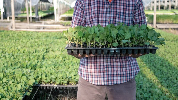 Male farmers holding small seedling trays In the seedling nursery farm.