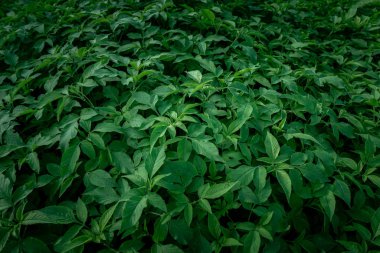 Birçok küçük yeşil yaprağın üst görünümü, Doğal arkaplan