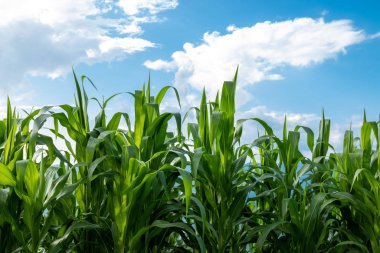 Taze yeşil mısır bahçesi Parlak mavi gökyüzü gününde