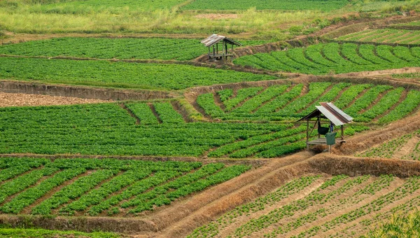 Appezzamenti Agricoli Negli Altopiani Nelle Valli Bellissimo Verde Fresco — Foto Stock