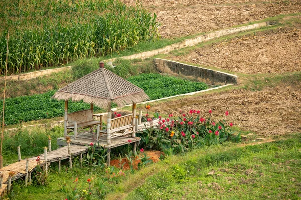 Zemědělská Oblast Zelenou Vegetaci Chaty Zemědělců — Stock fotografie