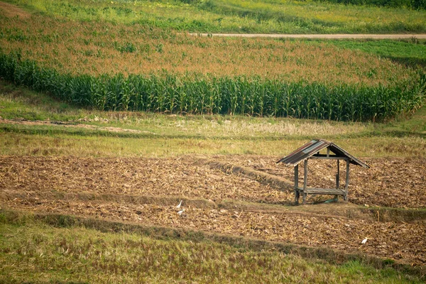 Der Landwirtschaftliche Bereich Hat Grüne Vegetation Und Bauernhütten — Stockfoto