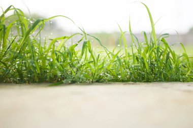 Çimlerin üzerindeki çiy tanesi Sabahları taze ve güzel