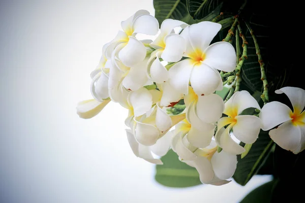 Białe Kwiaty Plumeria Orzeźwiające Piękne Przyrodzie — Zdjęcie stockowe