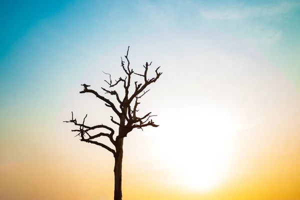 Hermosos Árboles Forma Cielo Amanecer — Foto de Stock