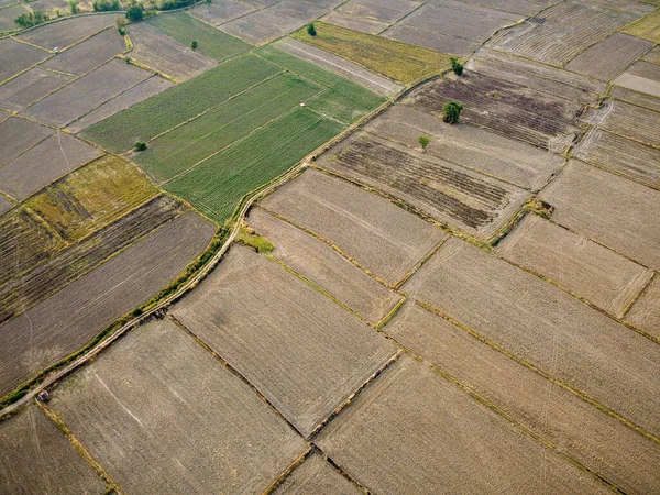 Photo Aérienne Une Grande Parcelle Agricole Préparation Culture Riz Photographie — Photo