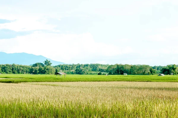 Πράσινα Και Κίτρινα Χωράφια Ρυζιού Στην Όμορφη Κοιλάδα — Φωτογραφία Αρχείου