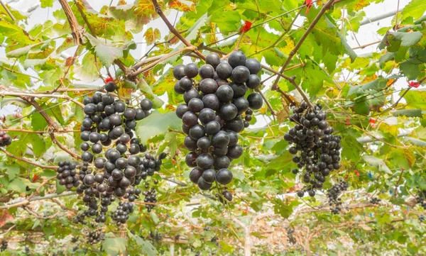 Raisin noir dans le jardin de raisin ou le vignoble vue large — Photo