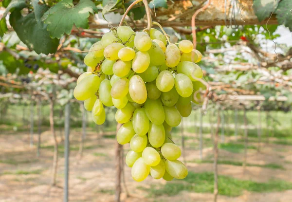 Green Grapes in Grape Garden or Vineyard Center Position