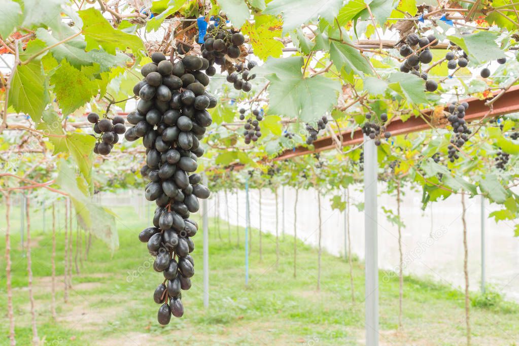 Schwarzen Trauben im Garten der Traube oder Weinberg linke