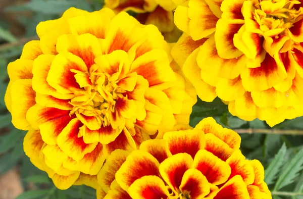 Orange Yellow Marigold Flowers in Garden Left — Stock Photo, Image
