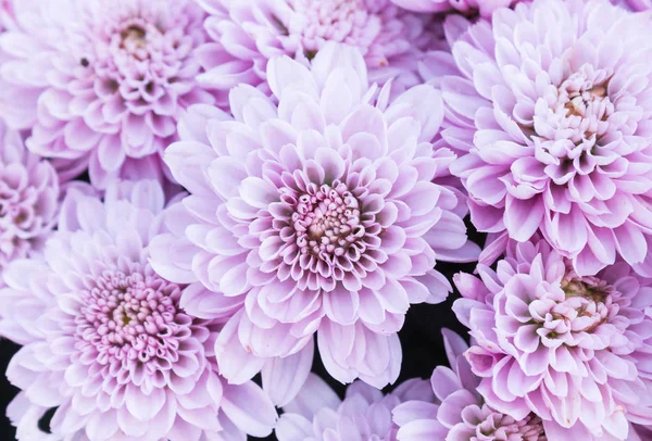 Light Purple or Violet Mum Flowers in The Garden — Stock Photo, Image