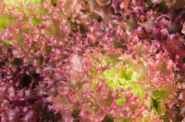 Red Leaf Lettuce or Red Coral for Diet Health Close Up