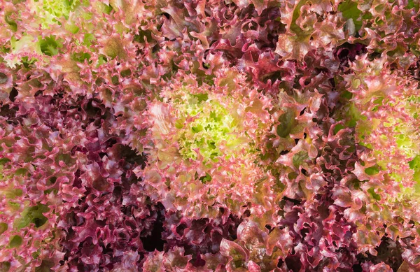 Red Leaf Lettuce or Red Coral for Diet Health