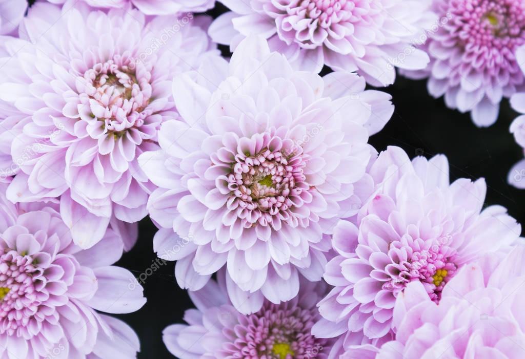 Light Purple or Violet Mum Flowers