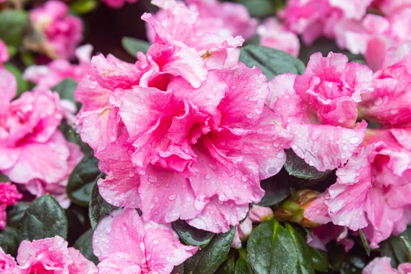 Pink Magenta Azalea Flower Garden Zoom View Natural Azalea Flower — Stock Photo, Image