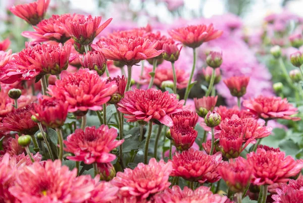 Red Chrysanthemum Flower Garden Side View Natural Chrysanthemum Flower Chrysanthemum — Stock Photo, Image