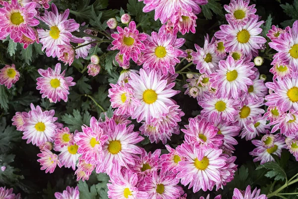 Purple Chrysanthemum Flower Green Leaves Garden Wide Angle View Natural — Stock Photo, Image