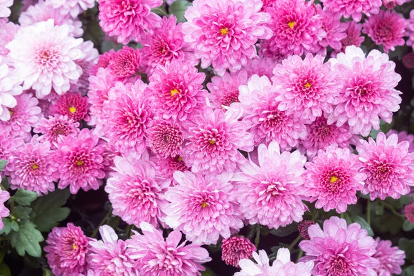 Purple Violet Chrysanthemum Flower Green Leaves Garden Wide Angle View — Stock Photo, Image