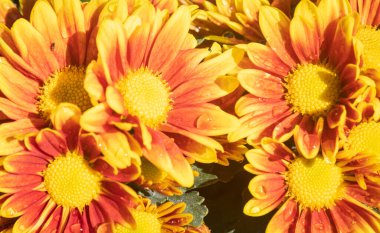 Portakal rengi Gerbera Daisy veya Gerbera Çiçeği ile Su Damlası ve Bahçe Arkaplanda Doğal Işık