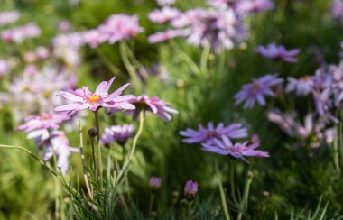 Pembe Kasımpatı ya da Yeşil Yapraklar Arkaplanda Annelerin Çiçekleri Sol Görüşte Doğal Işıkla