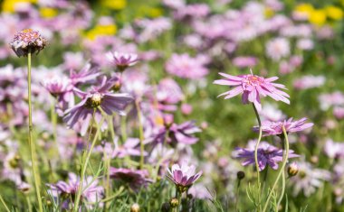 Pembe Kasımpatı ya da Yeşil Yapraklar Arkaplanında Annelerin Çiçekleri