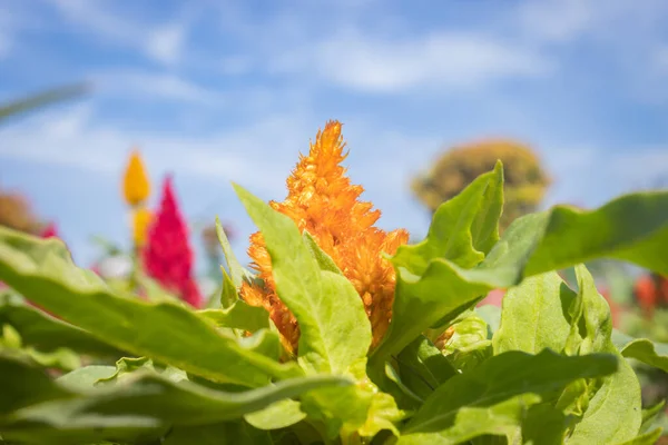 Żółty Cockscomb Kwiat Lub Celozja Argentea Zielone Liście Ogrodzie Tle — Zdjęcie stockowe