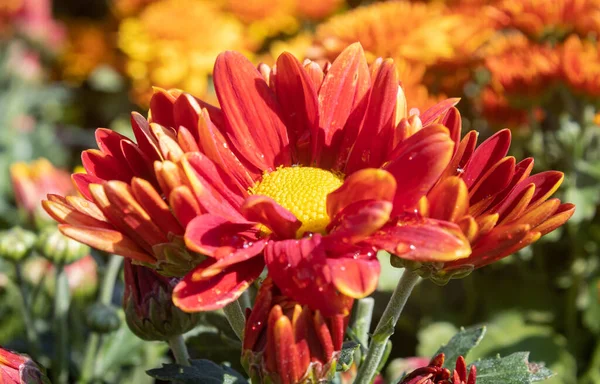 Orange Gerbera Daisy ya da Gerbera Çiçeği Su Damlası ve Doğal Işık Zoom Görünümünde Bahçede