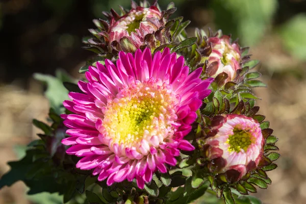 Pink Chrysanthemum or Mums Flowers on Green Leaves Background in Garden with Natural Light on Right Frame