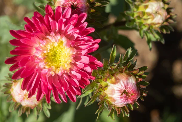 Red Chrysanthemum Mums Flowers Green Leaves Background Garden Natural Light — Stock Photo, Image