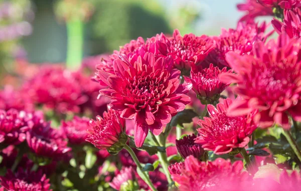 Red Chrysanthemum or Mums Flowers on Green Leaves Background in Garden with Natural Light