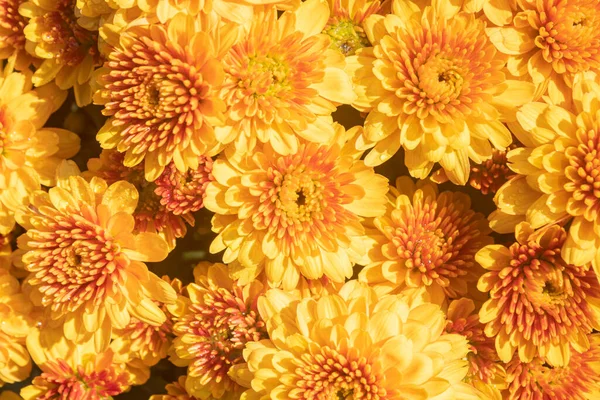 Sarı Turuncu Kasımpatı ya da Doğal Işık Arkaplanı ile Bahçede Annelerin Çiçekleri