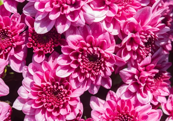 Magenta Pink Chrysanthemum Mums Flowers Garden Natural Light Background Zoom — Stock Photo, Image