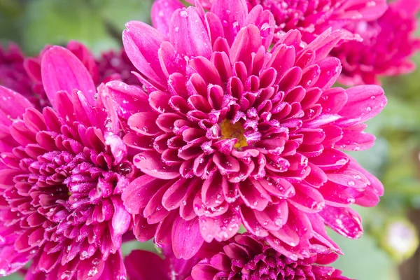 Magenta Chrysanthemum Mums Flowers Green Leaves Background Garden Natural Light — Stock Photo, Image