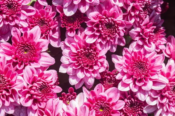 Magenta Pink Chrysanthemum Mums Flowers Garden Natural Light Background — Stock Photo, Image