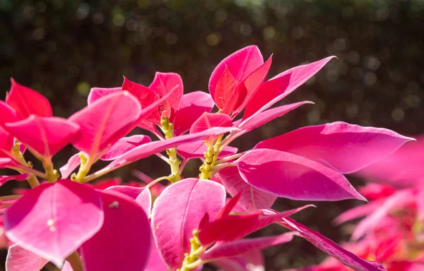 Różowy Magenta Poinsettia Roślin Kropla Wody Naturalnym Światłem Ogrodzie Zoom — Zdjęcie stockowe