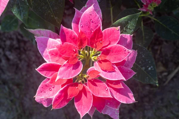 Pink Magenta Poinsettia Plant Water Drop Natural Light Garden Flatlay — Fotografie, imagine de stoc
