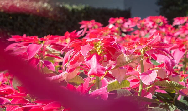 Różowy Magenta Poinsettia Roślin Kropla Wody Naturalnym Światłem Ogrodzie Widok — Zdjęcie stockowe