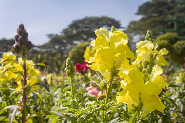 Żółte Snapdragon Kwiaty Lub Antirhinum Majus Naturalnym Światłem Ogrodzie Tle — Zdjęcie stockowe