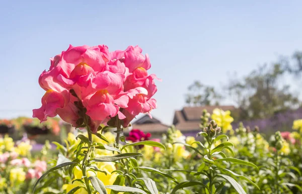 Pink Snapdragon Flowers Antirrhinum Majus Garden Natural Light Left View — Stock Photo, Image