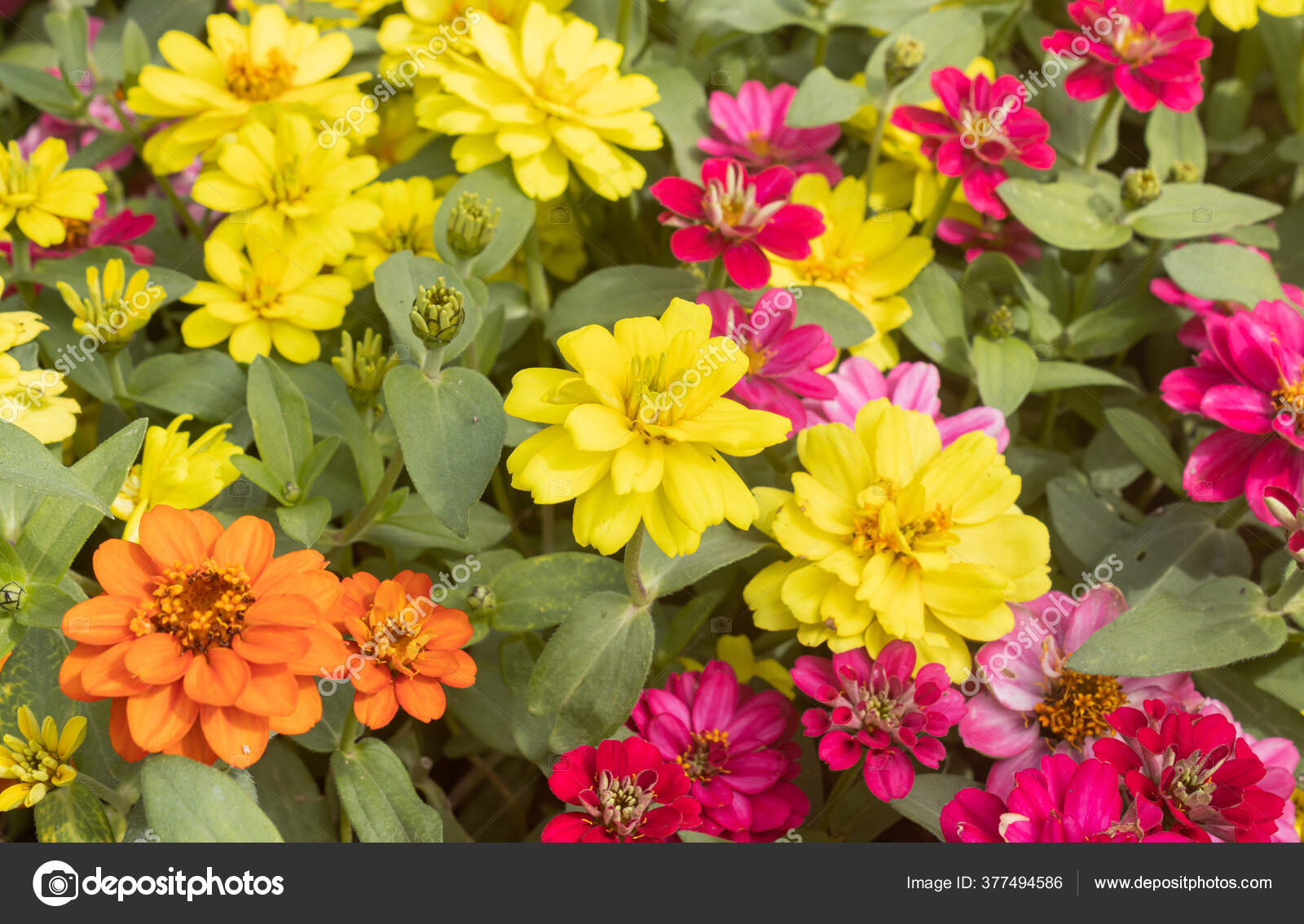 Bunte Zinnia Blume Garten Hintergrund Mit Natürlichem