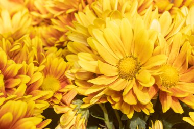 Turuncu Gerbera Daisy veya Bahçedeki Doğal Işıklı Gerbera Çiçeği