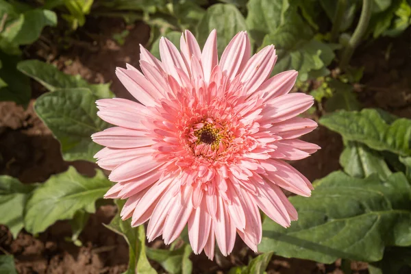 Pink Gerbera Daisy Gerbera Flower Garden Natural Light Green Leaves — Stock Photo, Image